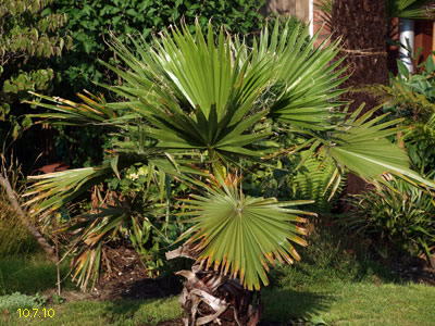 washingtonia